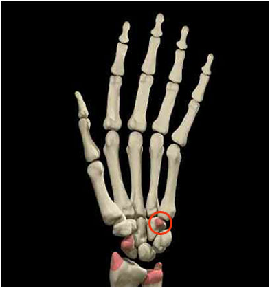 Joints Of Hand. small joints. The hand is