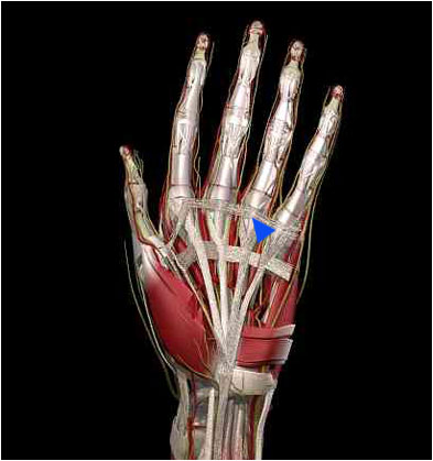 tendons in hand. As the flexor tendons travel